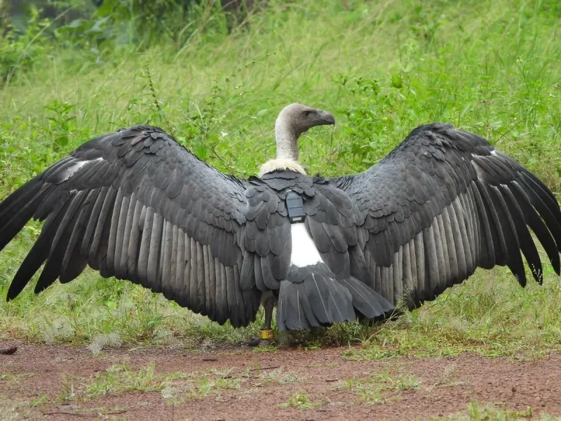 The Vulture Crisis In India Is A Warning Sign