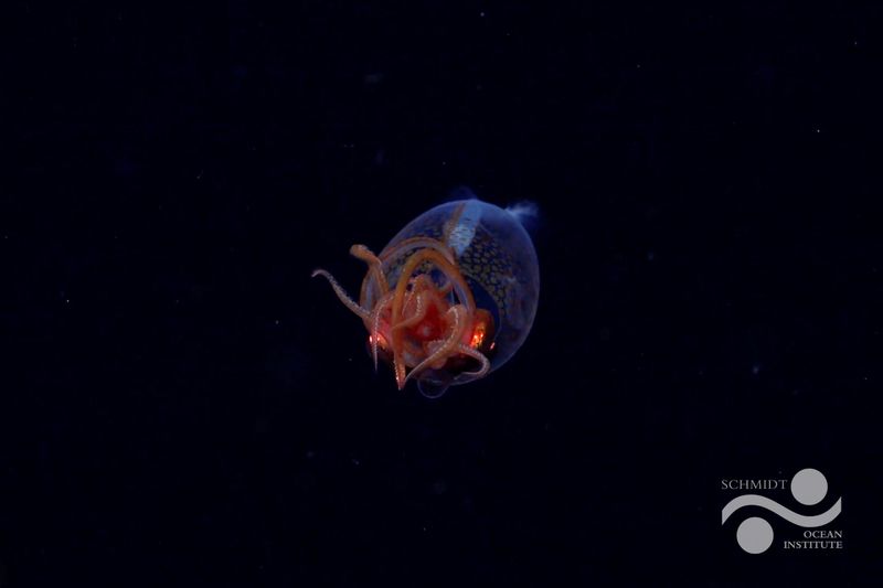 A Colossal New Species Found 2,000 Feet Below The Southern Ocean