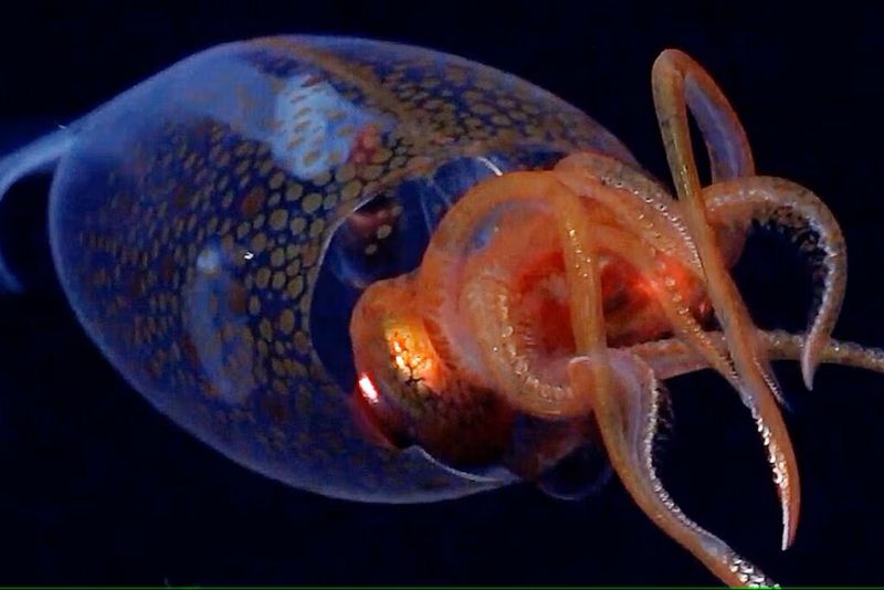 Biologists Capture First Footage Of Colossal Squid