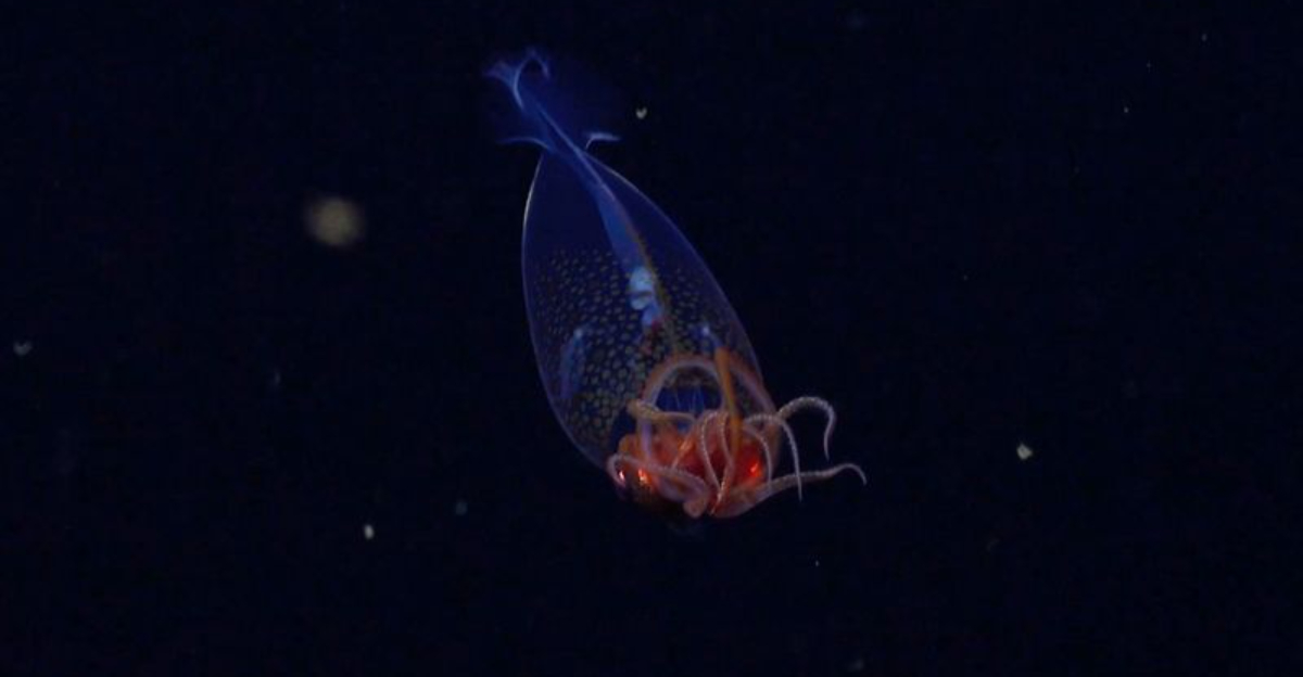 Biologists Discover ‘Colossal’ New Species 2,000 Feet Below The Southern Ocean