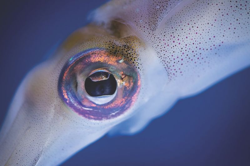 Record-Breaking Eyes
