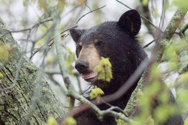 Agricultural Crops Create Bear Magnets