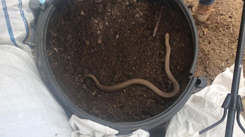 Compost Heaps And Garden Debris