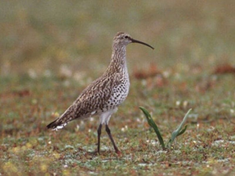 Last Sighting Of The Bird Was Nearly 30 Years Ago