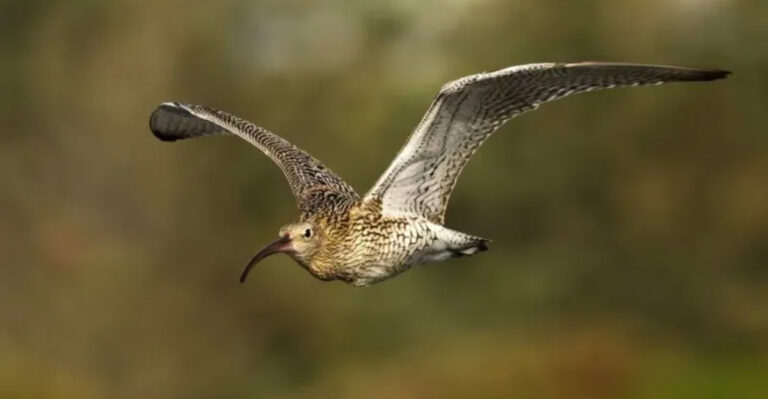 Bird Once Feared Extinct Becomes Mainland Europe's First Confirmed Case