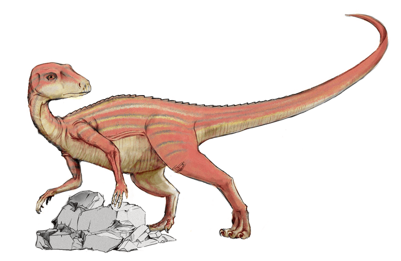 Big Dog Dino: Heterodontosaurus
