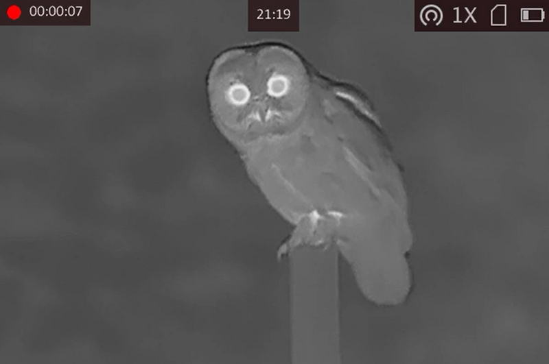 Night Vision Champions: The Owl's Nocturnal Advantage