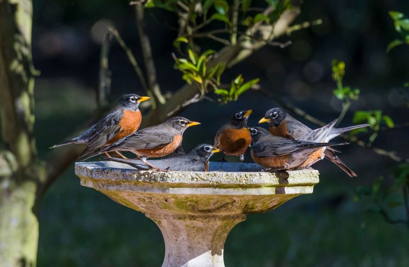 Robins Need Shallow Water