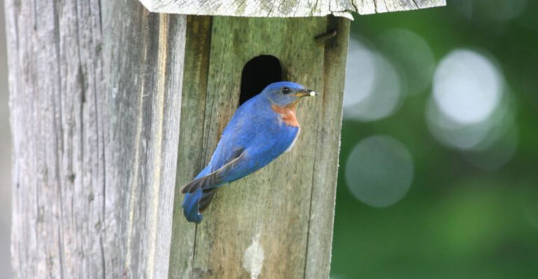 Birdhouses Or Nesting Boxes? Key Differences And Best Uses