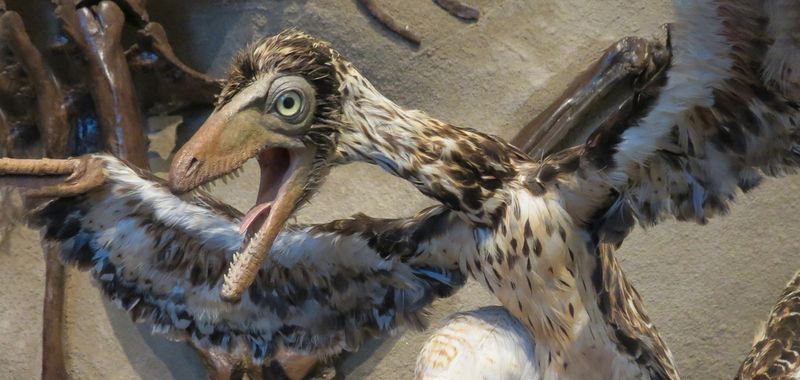 Similarities Between Birds And Dinosaurs