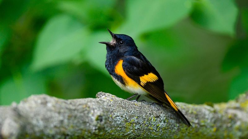 Climate Change Threatens All Mobile Species