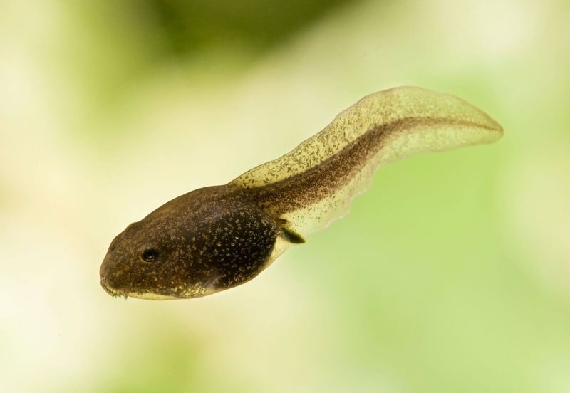 Frogs: How Much Can They Leap Without A Tail?