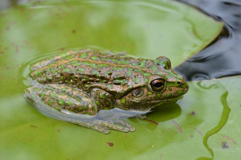 Amphibian Population Explosion
