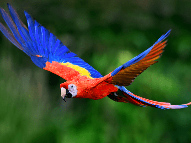Birds With Phoenix-Like Features