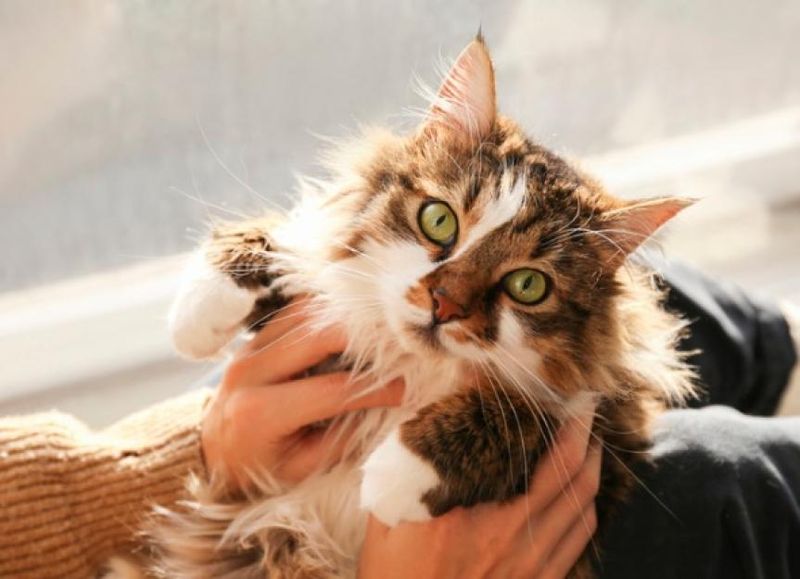 Cats Can Miss You (Even If They Act Aloof)