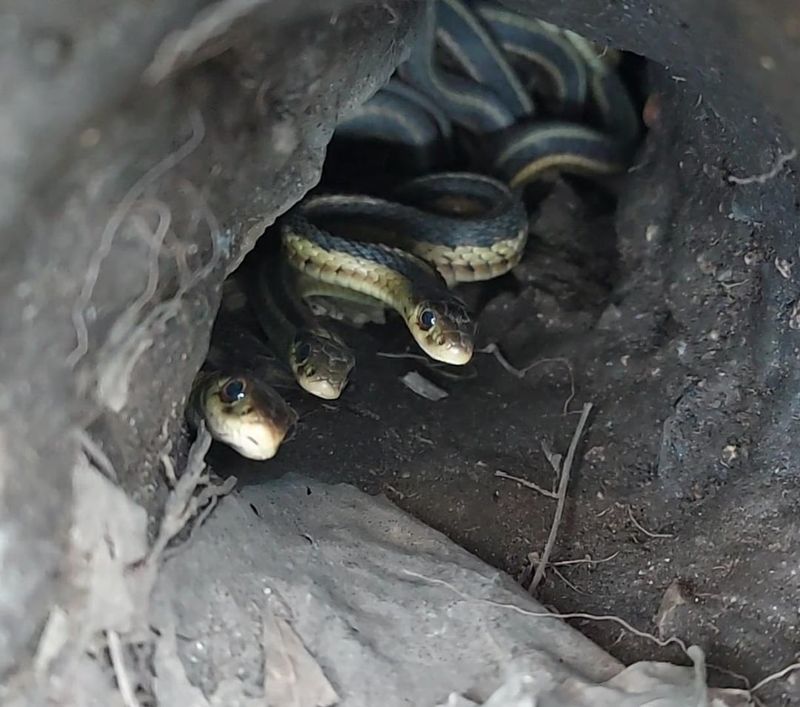 Multiple Snakes Sunning Together