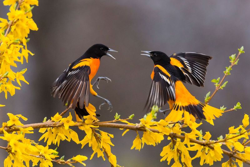 Study Tracked 406 North American Bird Species