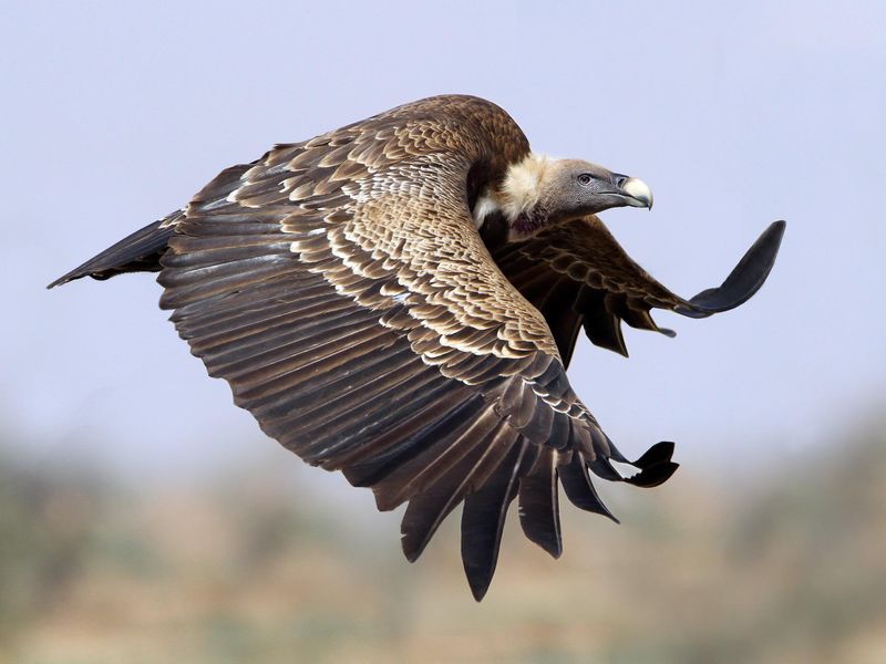 Rüppell's Griffon Vulture