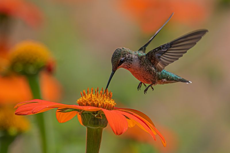 Nature's Flying Syringes