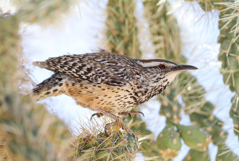 Harsh Climate Drives Remarkable Bird Adaptations
