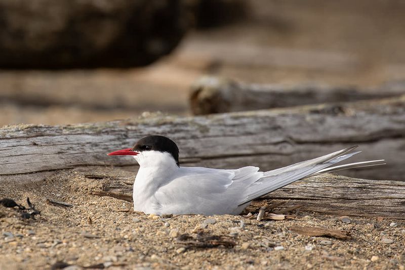 The Arctic Tern: A Migratory Symbol Of Rebirth