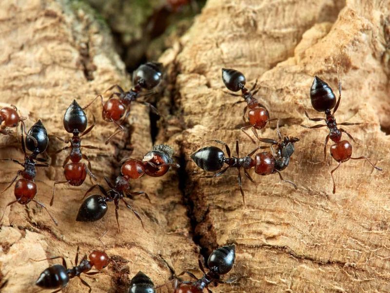 Chemical Alerts From Ants
