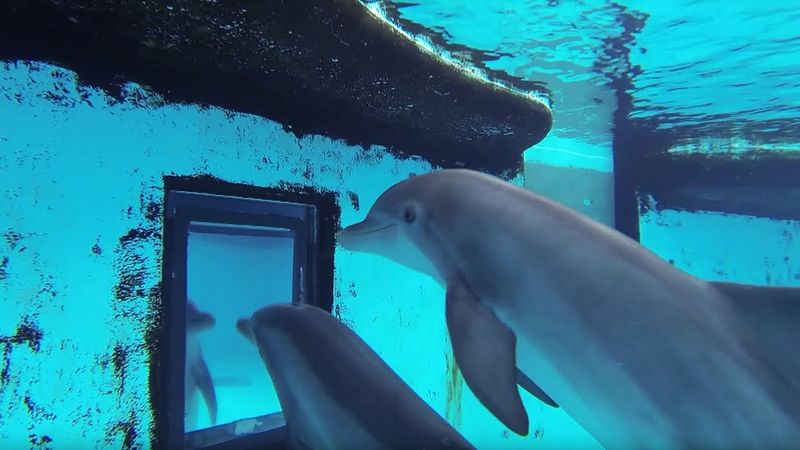 Dolphins And Self-Recognition