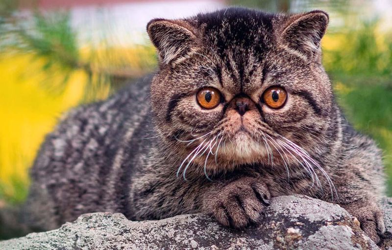Exotic Shorthair: Teddy Bear Souls In Cat Form