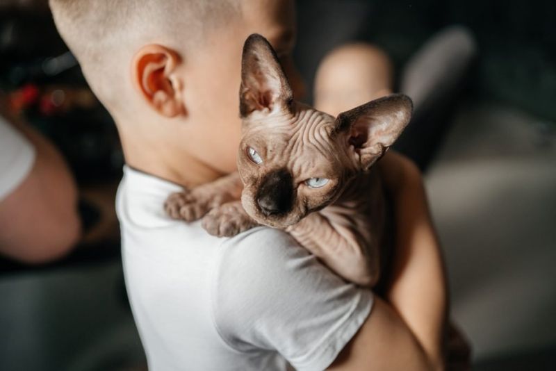 Sphynx: Naked Empaths