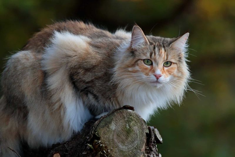 Norwegian Forest Cat: Adventure-Ready Explorers
