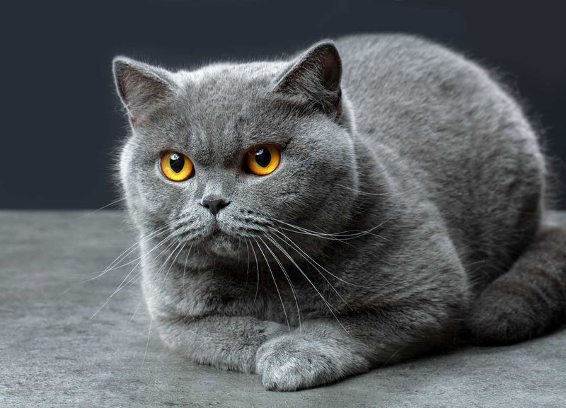 British Shorthair: The Teddy Bear Seniors