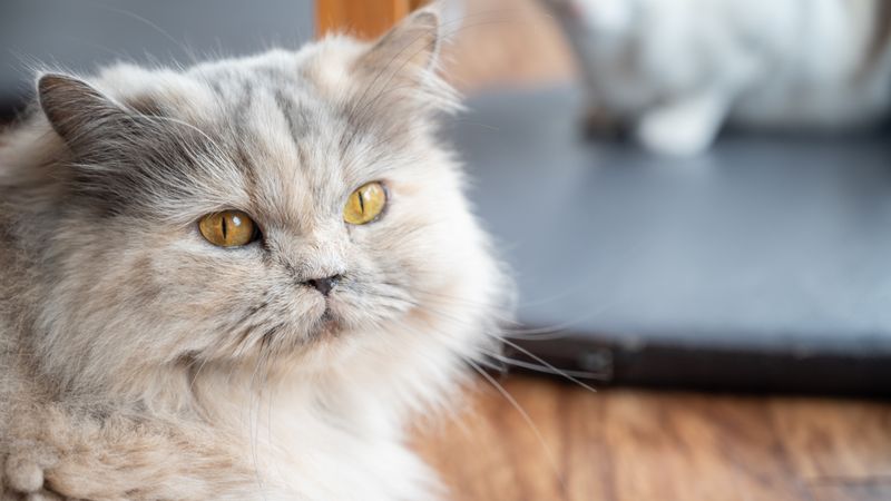 Persian: The Quiet Aristocrat