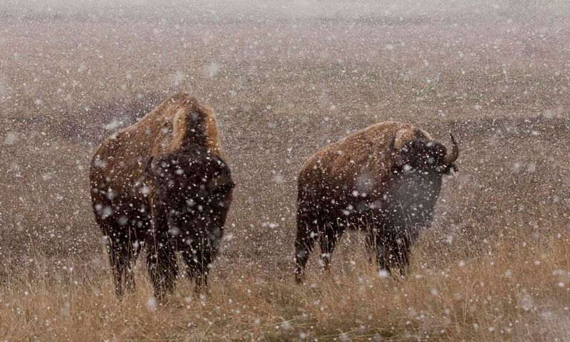 Survival In Extreme Weather