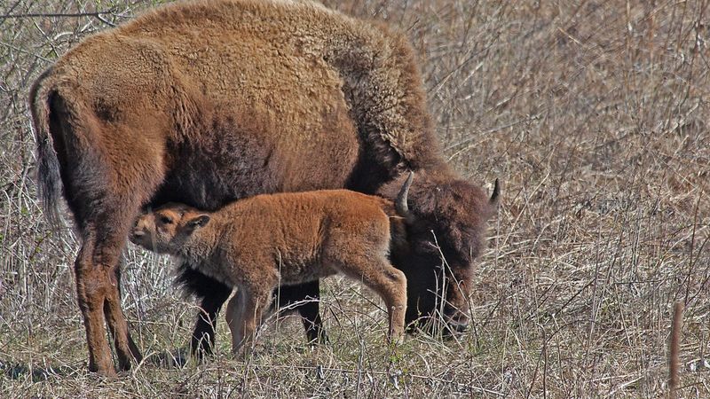 Reproductive Strategy