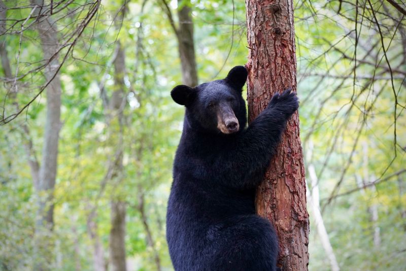 Black Bear