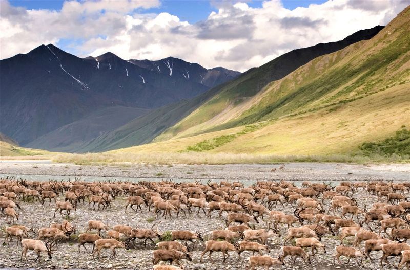 The Alaska Reserve Is A Sanctuary For Wildlife