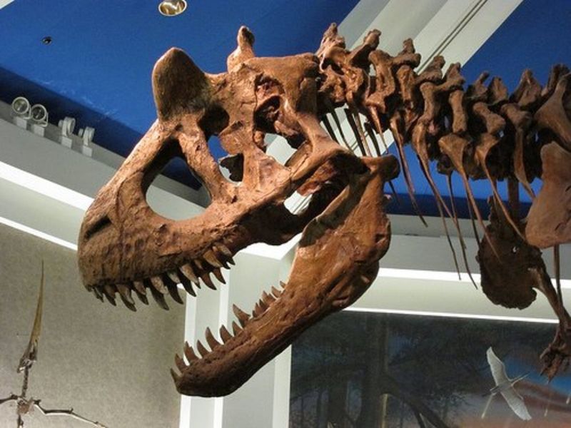 Unusual Skull Built For Speed-Hunting