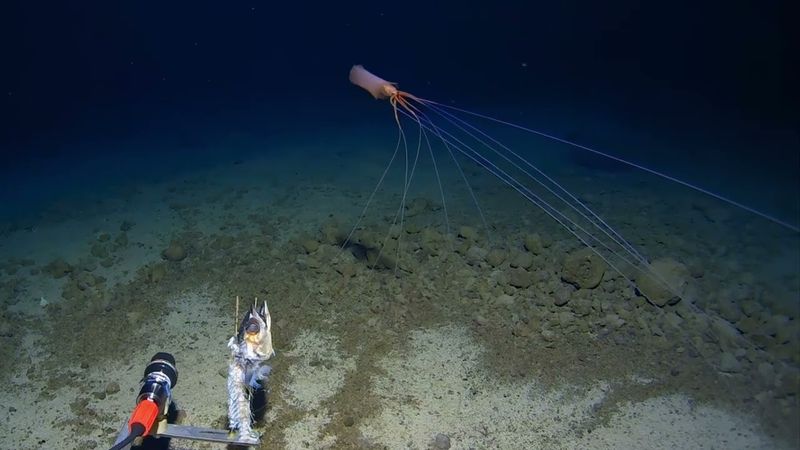 The Tonga Trench Discovery