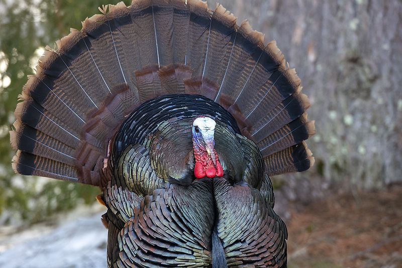 Wild Turkey
