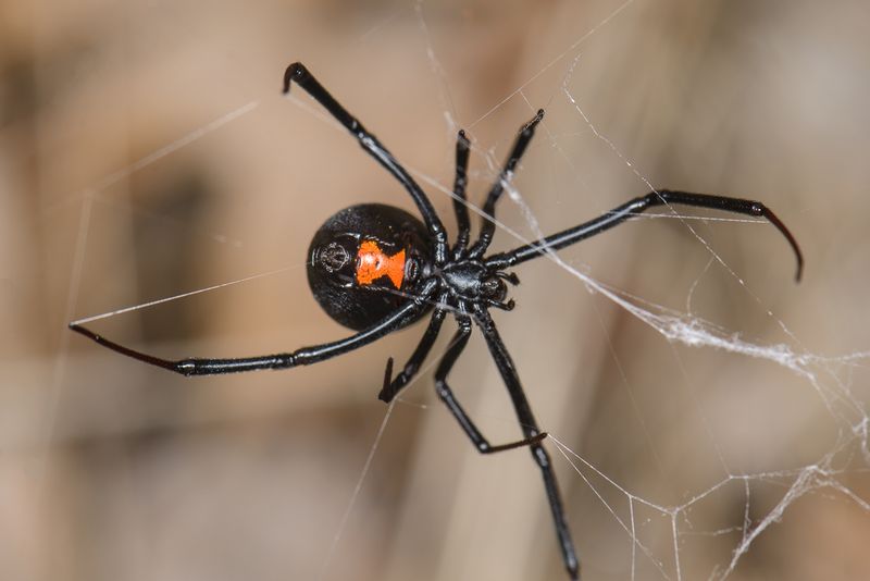 Black Widow Spiders: Red Hourglass Warning