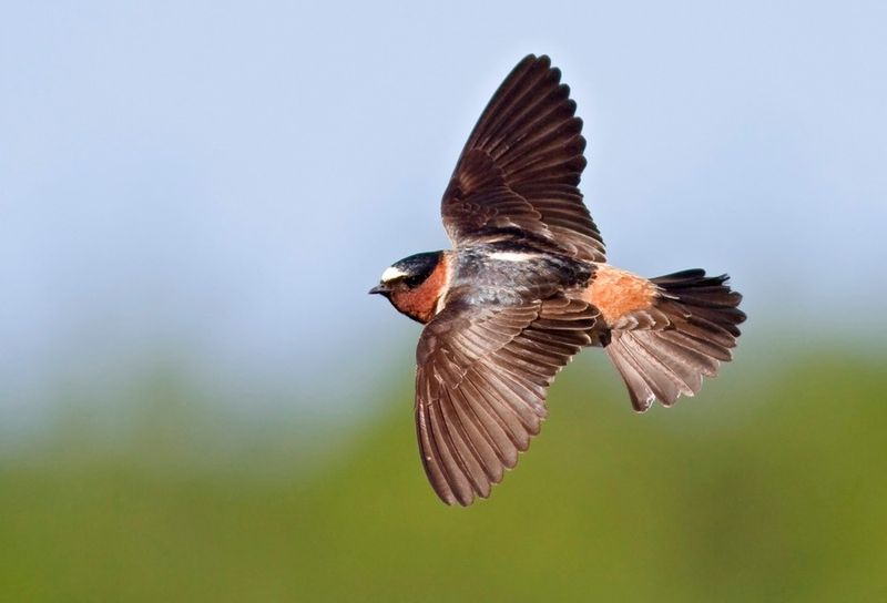 Cliff Swallows Nesting In Broken Windows