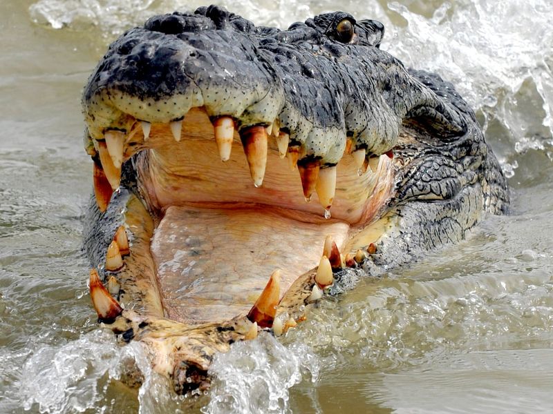 Saltwater Crocodiles Of Australia
