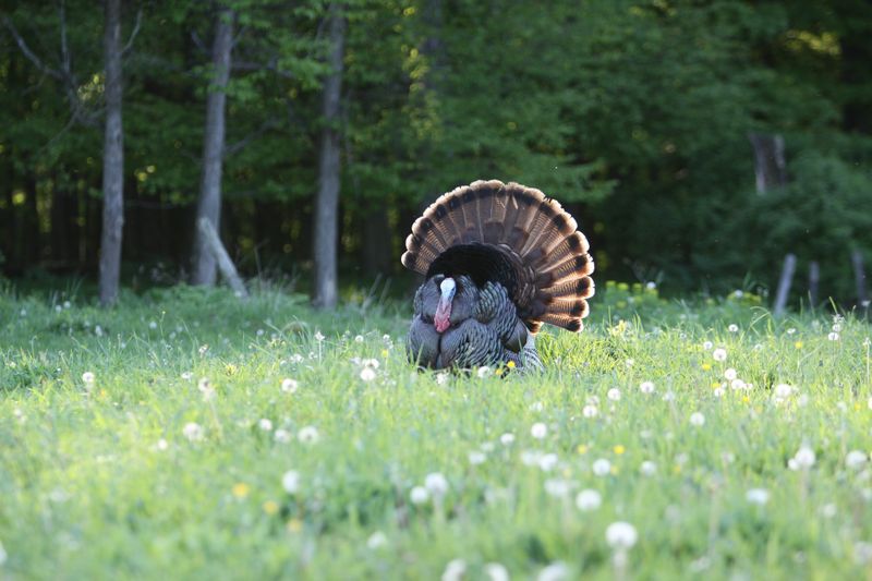 Wild Turkeys Strut Their Comeback