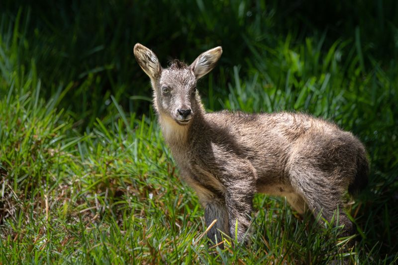 Gorals