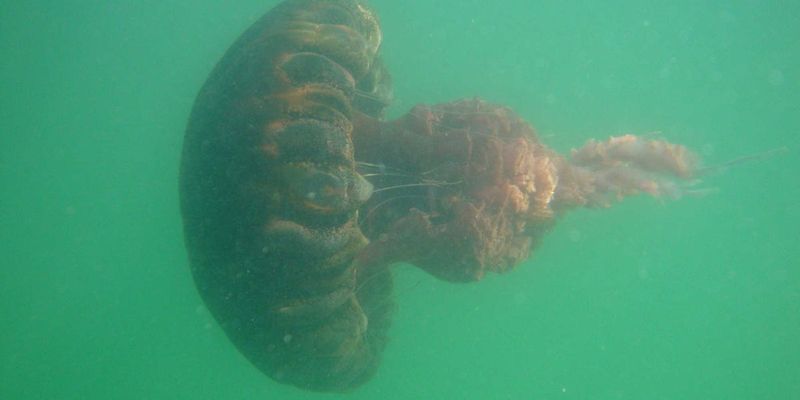 Black Jellyfish: Invisible Ocean Stinger