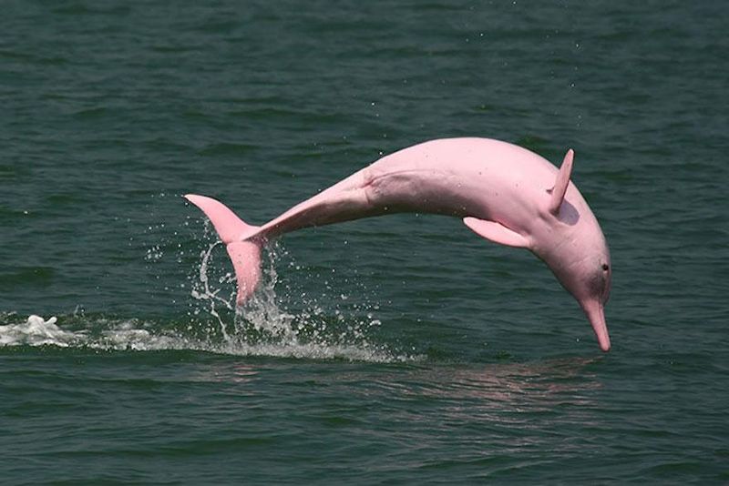 Pink River Dolphins – Mysterious Water Legends