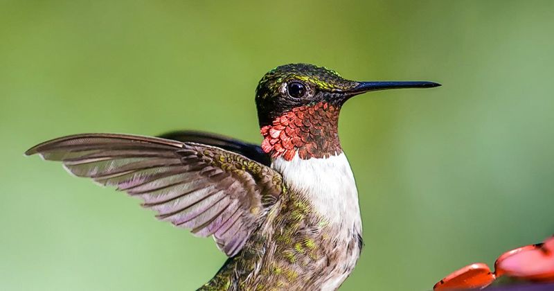 Ruby-Throated Hummingbird (Female)