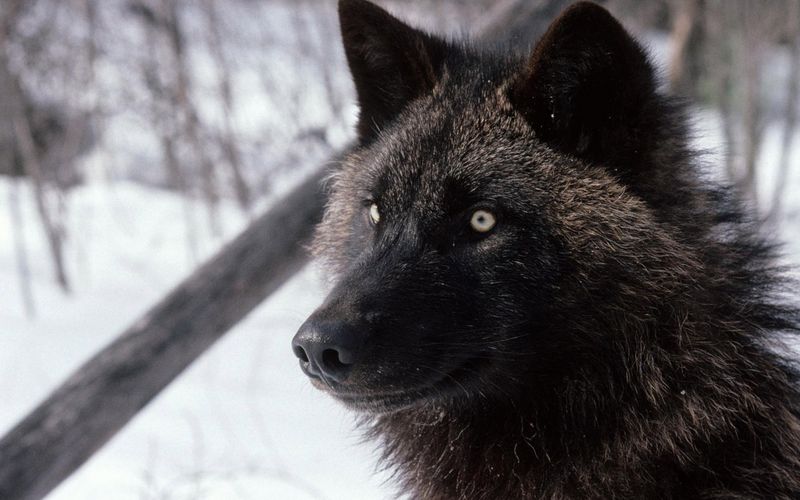 Black Wolf: Pack Phantom