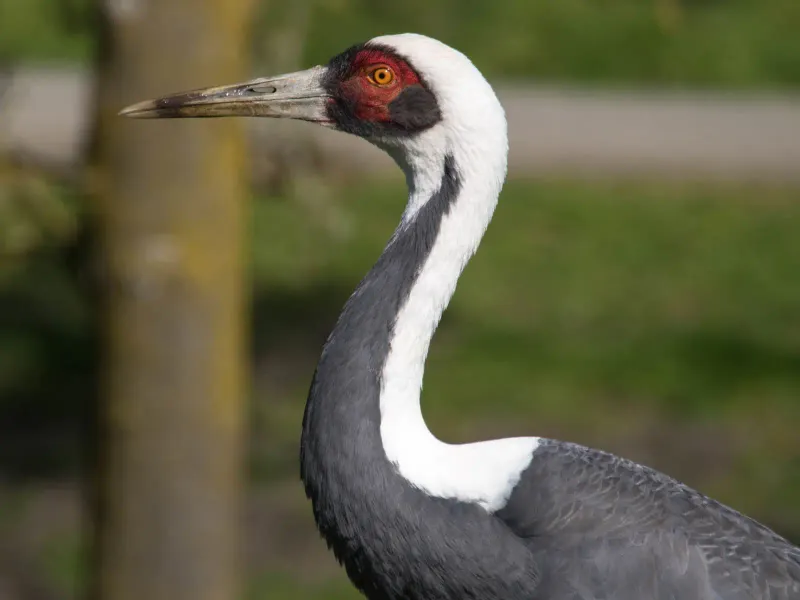 White-Naped Crane