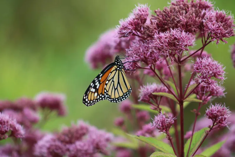 Joe-Pye Weed (Eutrochium)